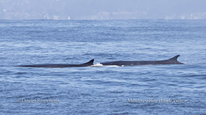 Fin Whales surfacing photo by daniel bianchetta