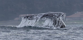 Killer Whales including calf photo by daniel bianchetta