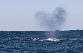 Gray Whale heart-shaped blow photo by daniel bianchetta