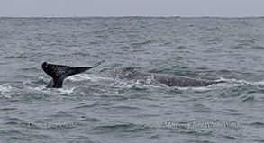 Gray Whales photo by daniel bianchetta