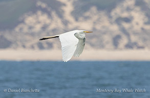 Great Egret photo by daniel bianchetta