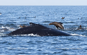 Humpback Whale and Sea Lions photo by daniel bianchetta