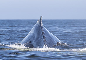 Humpback Whale arching its back as it heads on a dive photo by daniel bianchetta