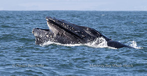Humpback Whale baleen photo by daniel bianchetta