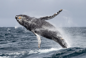Humback Whale Breach photo by daniel bianchetta