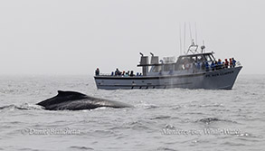 Humpback Whale by Pt Sur Clipper photo by daniel bianchetta
