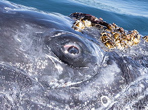Humpback Whale eye close-up photo by daniel bianchetta