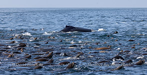 Humpback Whales feeding with Sea Lions photo by daniel bianchetta