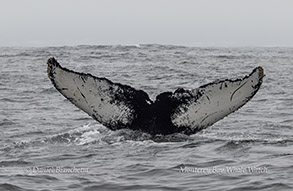 Humpback Whale fluke ID photo by daniel bianchetta