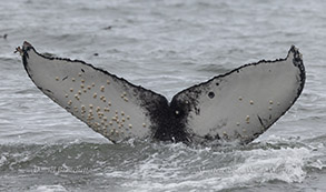 Humpback Whale ID Photo photo by daniel bianchetta