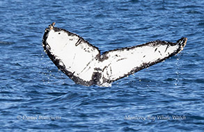 Humpback Whale ID photo photo by daniel bianchetta