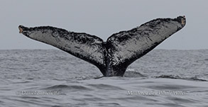 Humpback Whale named Lexus photo by daniel bianchetta
