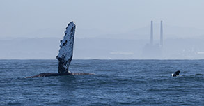 Humpback Whale pectoral fin photo by daniel bianchetta