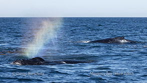 Humpback Whale rainblow photo by daniel bianchetta