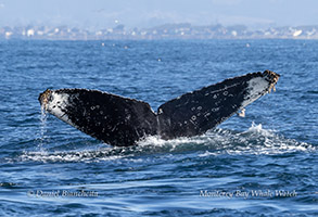 Humpback Whale named Snowy Owl photo by daniel bianchetta