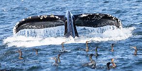 Humpback Whale tail and Brandt's Cormorants photo by daniel bianchetta