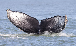 Humpback Whale tail photo by daniel bianchetta