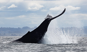 Humpback Whale tail sla photo by daniel bianchetta