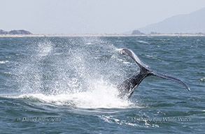 Tail-throwing Humpback Whale photo by daniel bianchetta