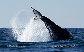 Humpback Whale tail throwing photo by Daniel Bianchetta