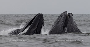 Humpback Whales lunge-feeding photo by daniel bianchetta