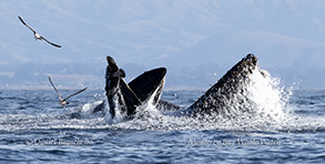 Lunge-feeding Humpback Whales photo by daniel bianchetta