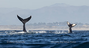 Humpback Whales mom and calf photo by daniel bianchetta