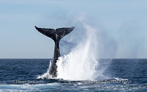 Humpback Whale tail slap photo by daniel bianchetta