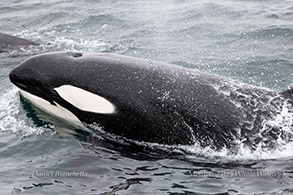 Killer Whale(Orca) close-up photo by daniel bianchetta