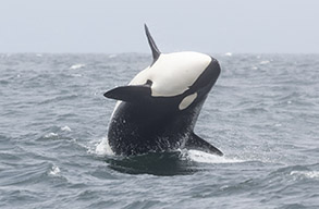 Killer Whale photo by daniel bianchetta