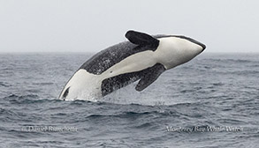 Orca (Killer Whale)  photo by daniel bianchetta