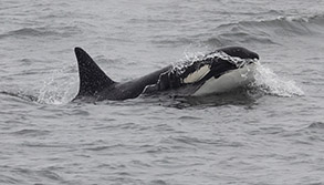 Killer Whale photo by daniel bianchetta