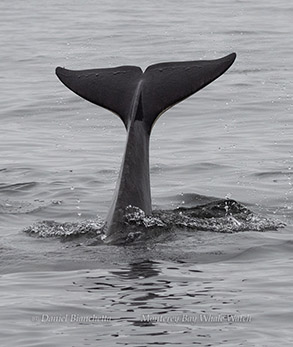  Killer Whale flukes (tail) photo by daniel bianchetta