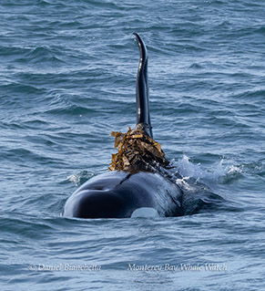 Killer Whale (Orca) kelping (playing with kelp) photo by daniel bianchetta
