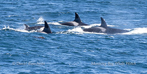 Killer Whales (Orcas - CA51As) photo by daniel bianchetta