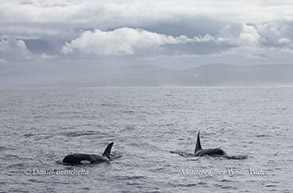 Killer Whales (Orcas) photo by daniel bianchetta