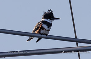 Kingfisher photo by daniel bianchetta