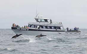 Leaping Common Dolphins near Sea Wolf II photo by daniel bianchetta