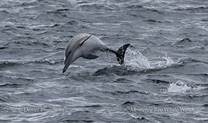 Long-beaked Common Dolphin photo by daniel bianchetta