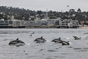 Long-beaked Common Dolphins
by Monterey Bay Aquarium photo by daniel bianchetta