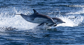 Long-beaked Common Dolphins photo by daniel bianchetta