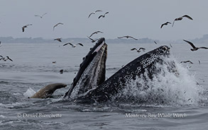 Lunge-feeding Humpback Whale with birds and California Sea Lion photo by daniel bianchetta
