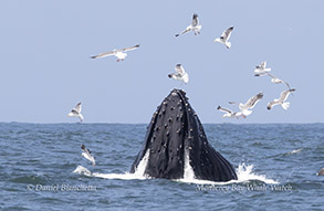 Lunge-feeding Humpback Whale photo by daniel bianchetta