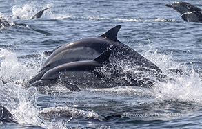 Mother and Calf Long-beaked Common Dolphins photo by daniel bianchetta