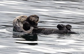 Mother and pup Sea Otters photo by daniel bianchetta