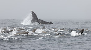 Murph the Humpback Whale tail slapping with
California Sea Lions surfacing photo by daniel bianchetta