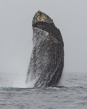 Murph the Humpback Whale with twirling breach photo by daniel bianchetta