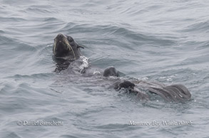 Northern Fur Seal photo by daniel bianchetta