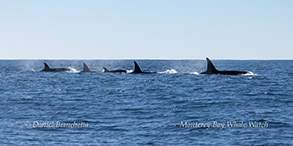 Orcas (Killer Whales - CA202s)  photo by daniel bianchetta