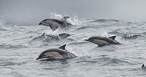 Common Dolphins (foreground) and Pacific White-sided Dolphin (background) photo by daniel bianchetta